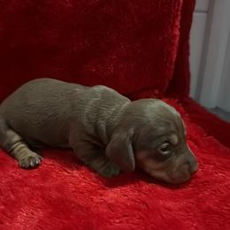 Boy 4 - Chocolate and tan male Dachshund puppy in Ponce De Leon, Florida from Brittany's Dachshunds