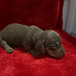 Boy 4 - Chocolate and tan male Dachshund puppy in Ponce De Leon, Florida from Brittany's Dachshunds