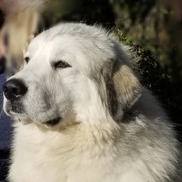 Riley - Great Pyrenees