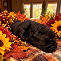 Girl 2 - Black female Labrador Retriever puppy in Davenport, New York from New England Premier English Labradors
