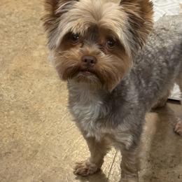 Chewie - Yorkshire Terrier