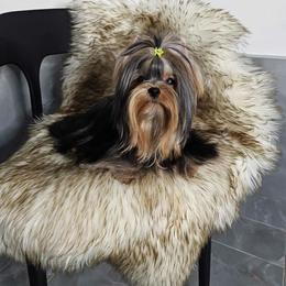 Birdie - Yorkshire Terrier