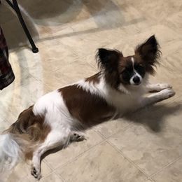 Annie - Papillon