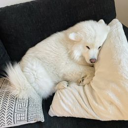 Luna - Samoyed