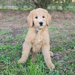 Polly - Apricot female Goldendoodle puppy in Georgetown, Tennessee from Georgetown Designer & Purebred Puppies