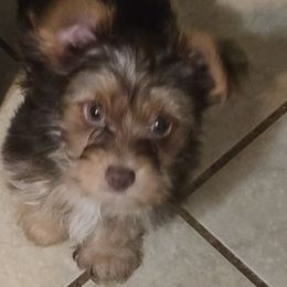 He is the sweetest playful little guy words don't describe his personality. - Liver male French Bulldog puppy in Huddleston, Virginia from Yorkies Living in Virginia