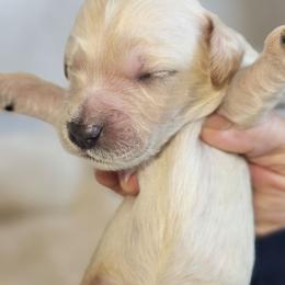 Vera - Cream female Goldendoodle puppy in Kansas City, Missouri from Poppy's Doodles