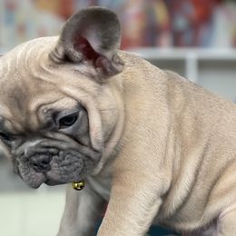 Girl 3 - French Bulldog puppy in Dallas, Texas from StaCCked Up Frenchies