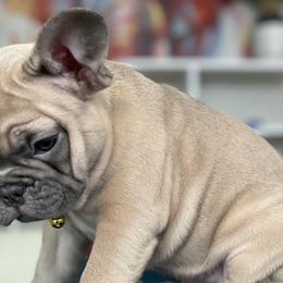 Girl 3 - French Bulldog puppy in Dallas, Texas from StaCCked Up Frenchies