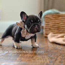 French Bulldog Puppies from Beason’s HomeGrown Frenchies