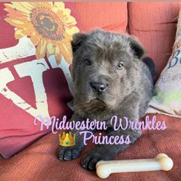 Princess - Blue dilute female Chinese Shar-Pei puppy in Auburn, Kansas from Justin's Chinese Shar-Pei