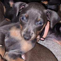 PBLF1 9-26 Light Pink - Blue and tan female Miniature Pinscher puppy in Middle Point, Ohio from Knisely's Min Pins-AKC