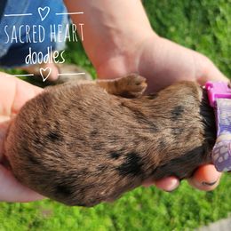 Girl 2 - Merle Goldendoodle puppy in Webster, New York from Sacred Heart Doodles