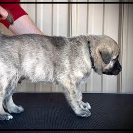 Black - Brindle male Anatolian Shepherd Dog puppy in Clark, Wyoming from Fyne Acres