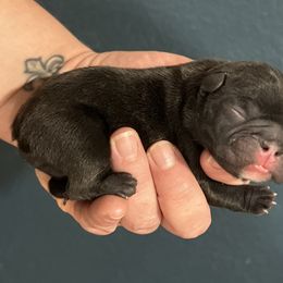 Damien - Brindle male French Bulldog puppy in Pueblo, Colorado from Double B Bulldogs