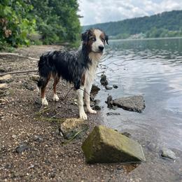 Zion - Australian Shepherd