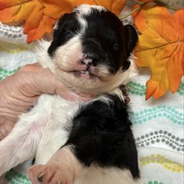 Duke - Black and white male Aussiedoodle puppy in Nacogdoches, Texas from BA Mini Poodles