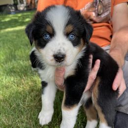 Denver - Black tri-color female Australian Shepherd puppy in Boulder, Colorado from J&J Aussies