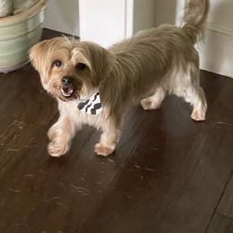 Shorkie All Grown Up from Roover's Oklahoma Shorkies
