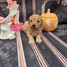 Boy 3 - Apricot male Goldendoodle puppy in Bucyrus, Missouri from Hill Top Pomskies