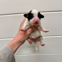 Megan - Black and white female Aussiedoodle puppy in Heber City, Utah from Junipersdoodles