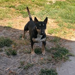 Oddie - Miniature Bull Terrier