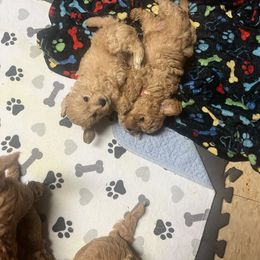 Cavapoo Puppies from Teddy & Elly Litter