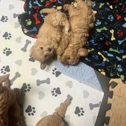 Cavapoo Puppies from Teddy & Elly Litter