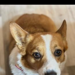Willow - Pembroke Welsh Corgi
