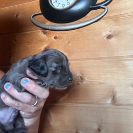Mosaic - Dapple male Dachshund puppy in Cheyenne, Wyoming from Great Basin Hounds