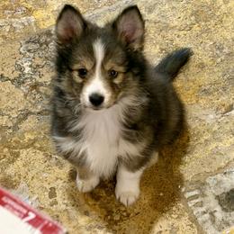 Tiny boy - Wolf sable male Pomsky puppy in Magnolia, Texas from Solace Shelties and Pomskies