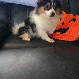 Khloe - Tri-colored female Pomeranian puppy in Chattanooga, Tennessee from Valley Poms