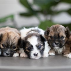 Maltipoo, Shichon, and Shihpoo Puppies from Timbercreek Puppies