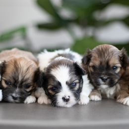 Maltipoo, Shichon, and Shihpoo Puppies from Timbercreek Puppies