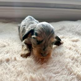 Aster - Dapple male Dachshund puppy in Nashville, Tennessee from Mini Browne Dachshunds