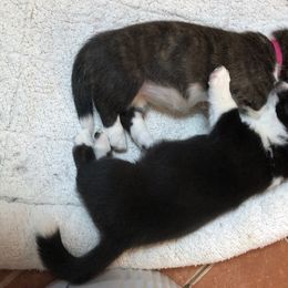 Cardigan Welsh Corgi Puppies from Heart & Soul Corgis