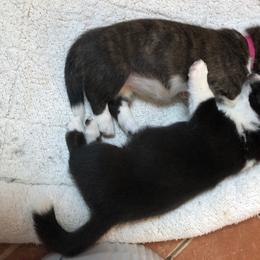 Cardigan Welsh Corgi Puppies from Heart & Soul Corgis