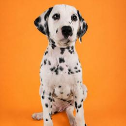 Flint (Orange Collar Boy) - White and black male Dalmatian puppy in Centereach, New York from LINY Dalmatians