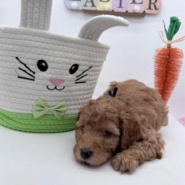 Blue Cosmo - Apricot male Goldendoodle puppy in Cincinnati, Ohio from KSchott Kennels