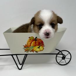 George - Red male Pembroke Welsh Corgi puppy in Waco, Texas from The Comma Corgis