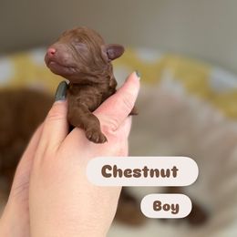 Chestnut - Red male Cavapoo puppy in Sugar City, Idaho from Taylor's Cavapoos