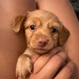 Biscuit - Red male Dachshund puppy in Rialto, California from DashiesDachLLC