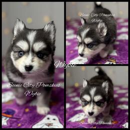 Wybie - Black and white male Pomsky puppy in Rossville, Georgia from Scenic City Pomskies