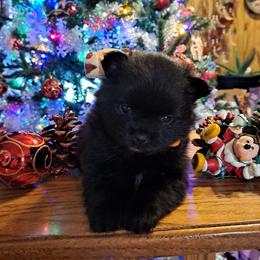 BEAUTY-Girl 4 - Black female Pomeranian puppy in Lore City, Ohio from Tonia's Pomeranians