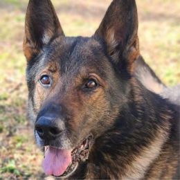 Iko - German Shepherd