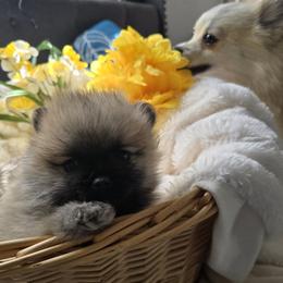 Pomsky Puppies from Amazing High Desert Pomskys
