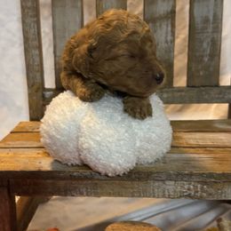 Orange Collar Standard Poodle - Red  female Poodle puppy in Murrayville, Georgia from Spoiled Rotten Kennels