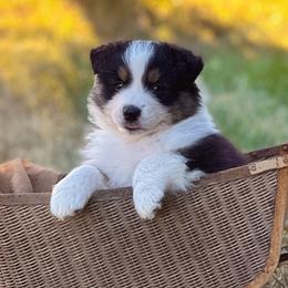 Kristof (Cain) - Black tri-color male Australian Shepherd puppy in Wauneta, Nebraska from 4H Aussies