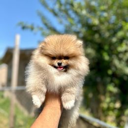 Pomeranian Puppies from Strawberry Pom Poms