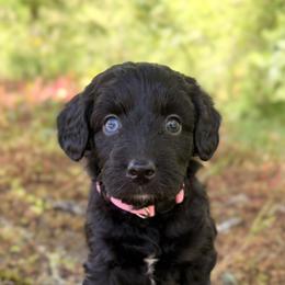 Aussiedoodle, Bordoodle, Goldendoodle, and Poodle Puppies from Korbella Farm